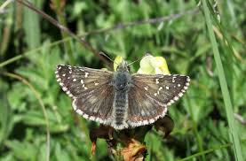 Attēlu rezultāti vaicājumam “Pyrgus serratulae upperside”