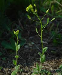 Attēlu rezultāti vaicājumam “Draba nemorosa”