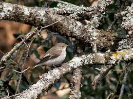 Attēlu rezultāti vaicājumam “Ficedula hypoleuca juvenile”