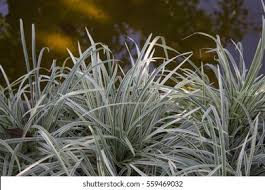 Attēlu rezultāti vaicājumam “Carex ornithopoda”