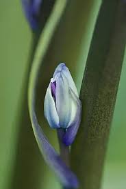 Attēlu rezultāti vaicājumam “Scilla siberica bud”