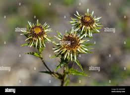 Attēlu rezultāti vaicājumam “Carlina biebersteinii fruit”