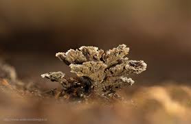 Attēlu rezultāti vaicājumam “Cribraria argillacea sessile”