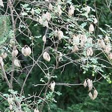 Image result for Colutea arborescens