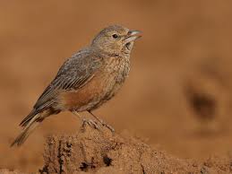 Attēlu rezultāti vaicājumam “Limnoporus rufoscutellatus”