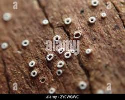 Attēlu rezultāti vaicājumam “Stictis”