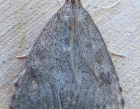 Attēlu rezultāti vaicājumam “Udea prunalis”