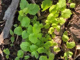 Attēlu rezultāti vaicājumam “Alliaria petiolata leaf”