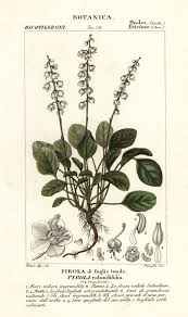 Attēlu rezultāti vaicājumam “Pyrola rotundifolia fruit”