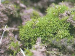 Attēlu rezultāti vaicājumam “Weissia squarrosa”