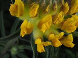 Attēlu rezultāti vaicājumam “Anthyllis maritima leaf”