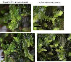 Attēlu rezultāti vaicājumam “Lophocolea minor”