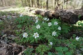 Image result for Buschwindröschen