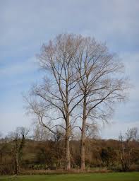 Attēlu rezultāti vaicājumam “Populus x petrowskyana flower”