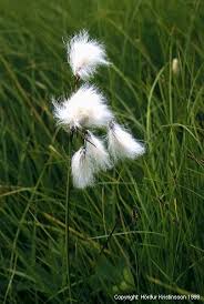 Attēlu rezultāti vaicājumam “Eriophorum angustifolium flower”