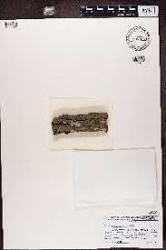 Attēlu rezultāti vaicājumam “Alyxoria varia”