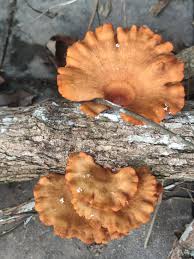 Attēlu rezultāti vaicājumam “Polyporus badius”