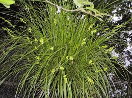 Attēlu rezultāti vaicājumam “Carex elongata”