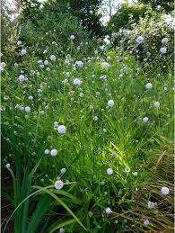 Image result for Succisella inflexa