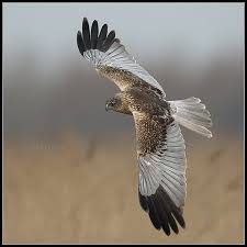 Attēlu rezultāti vaicājumam “Circus aeruginosus adult”