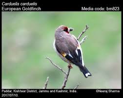Attēlu rezultāti vaicājumam “Carduelis carduelis”