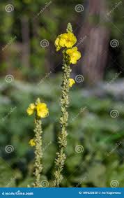 Attēlu rezultāti vaicājumam “Verbascum densiflorum bud”