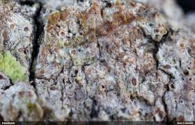 Attēlu rezultāti vaicājumam “Thelopsis rubella”