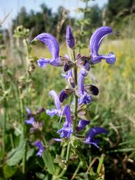 Image result for Salvia pratensis
