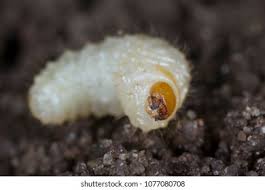 Attēlu rezultāti vaicājumam “Therevidae larva”