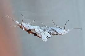 Attēlu rezultāti vaicājumam “Ypsolopha asperella”