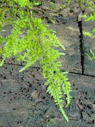 Attēlu rezultāti vaicājumam “Platygyrium repens”