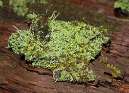 Attēlu rezultāti vaicājumam “Cladonia coniocraea”
