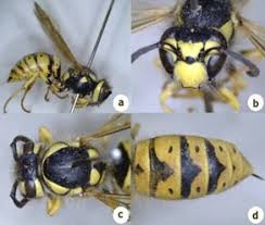 Attēlu rezultāti vaicājumam “Vespula germanica male”