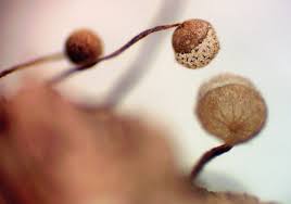 Attēlu rezultāti vaicājumam “Craterium aureonucleatum young”