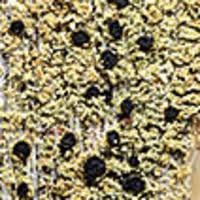 Attēlu rezultāti vaicājumam “Hertelidea botryosa”