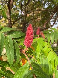 Attēlu rezultāti vaicājumam “Rhus typhina flower”