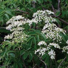 Attēlu rezultāti vaicājumam “Sambucus nigra flower”