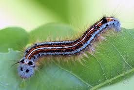 Attēlu rezultāti vaicājumam “Malacosoma neustria”