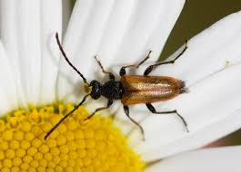 Attēlu rezultāti vaicājumam “Pseudovadonia livida”