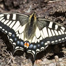Attēlu rezultāti vaicājumam “Papilio machaon”