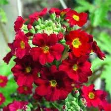 Image result for Primula malacoides