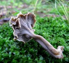 Attēlu rezultāti vaicājumam “Pseudocraterellus”