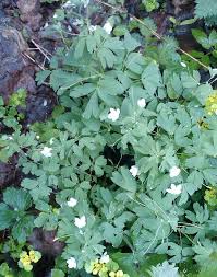 Attēlu rezultāti vaicājumam “Isopyrum thalictroides”