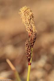 Attēlu rezultāti vaicājumam “Carex ericetorum”