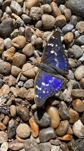 Attēlu rezultāti vaicājumam “Apatura iris underside”