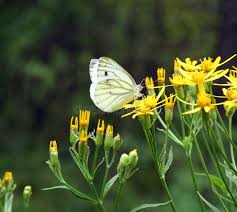 Attēlu rezultāti vaicājumam “Pieris rapae female”