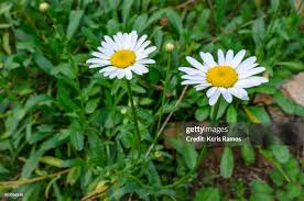 Image result for Chrysanthemum leucanthemum
