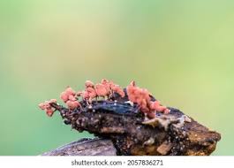 Attēlu rezultāti vaicājumam “Stemonitis marjana macro”