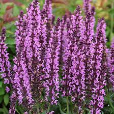 Attēlu rezultāti vaicājumam “Salvia nemorosa flower”