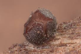 Attēlu rezultāti vaicājumam “Licea pygmaea spores”